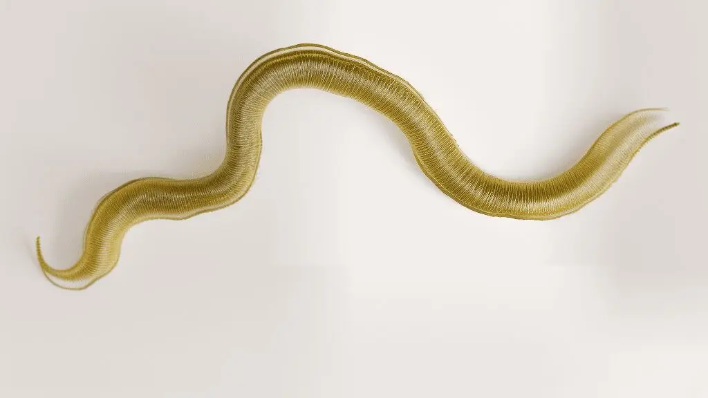 Photo of a natural ph nematode against slugs