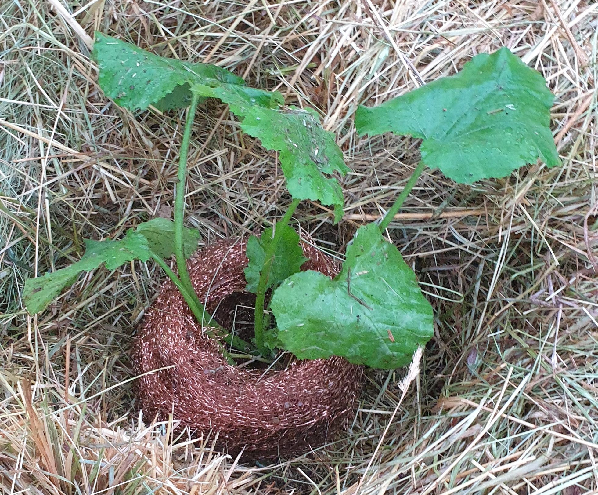 Slug net placed around an individual plant