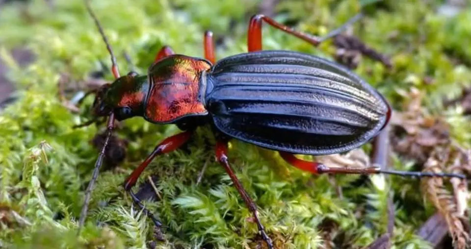 A ground beetle on moss