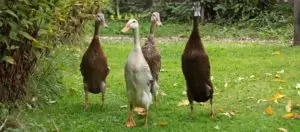 Indian Runner ducks are a good way to fight slugs in permaculture