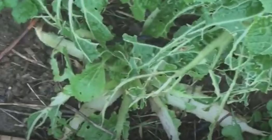 young cabbage plants devoured by slugs