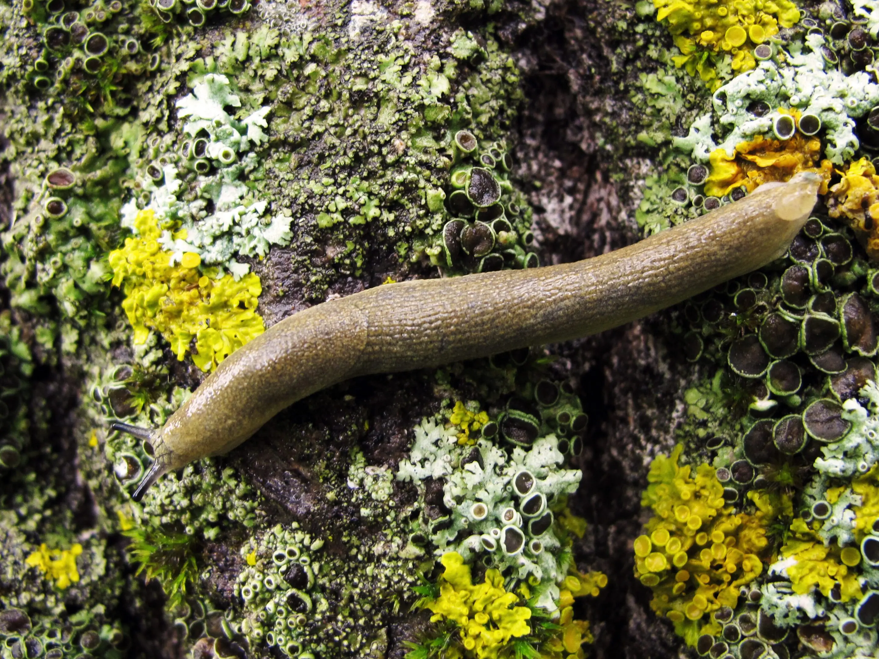 yellow cellar slug