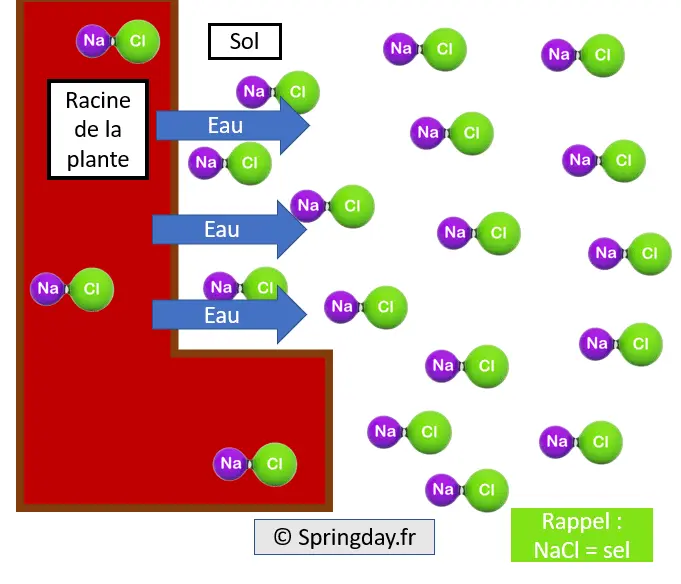 image answering: why does coarse salt kill plants?