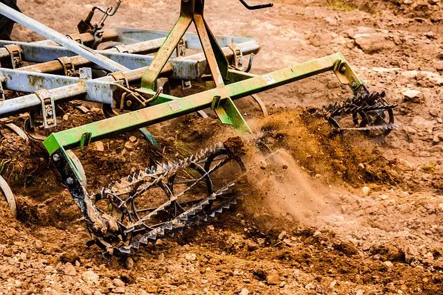 ploughing the soil kills ground beetles
