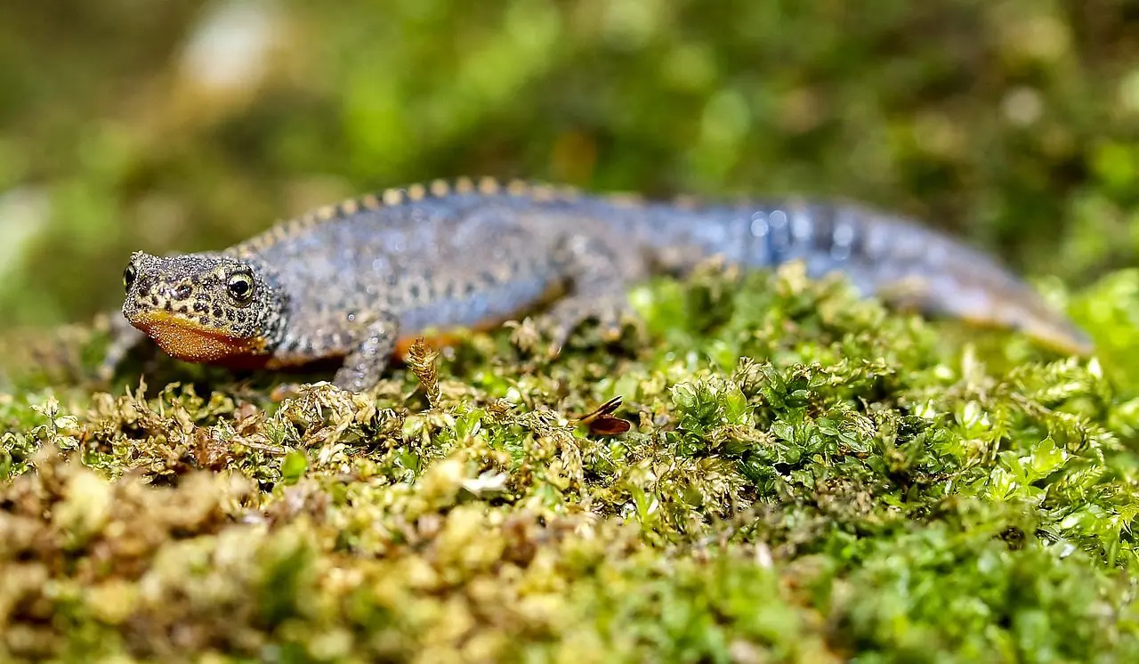 newts love to eat slugs