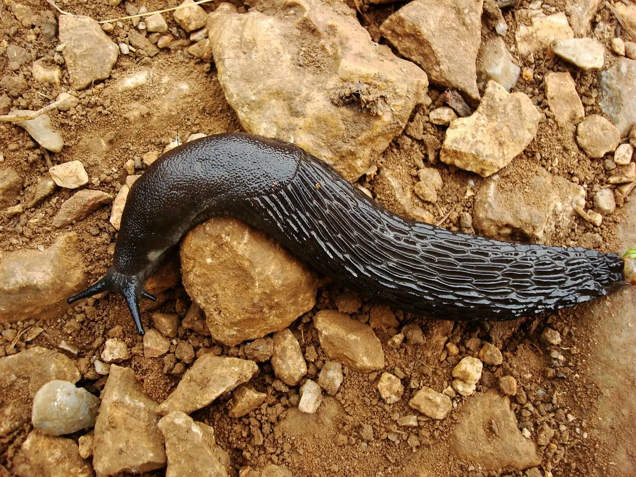 natural slug control products