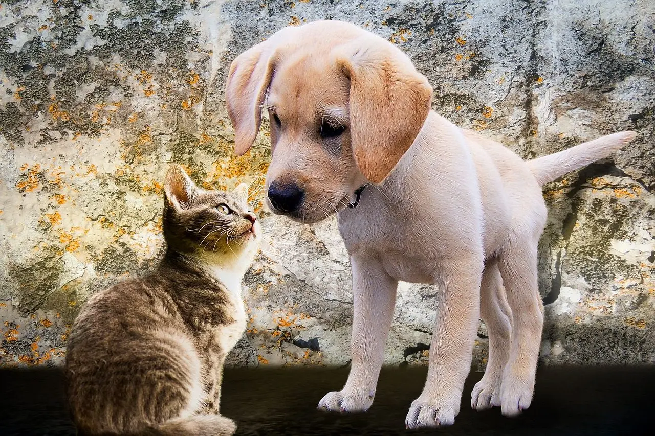 a cat and a dog