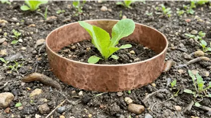 a copper slug ring around a lettuce