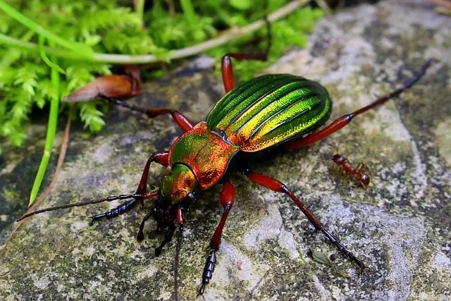 a ground beetle, a predator of slugs