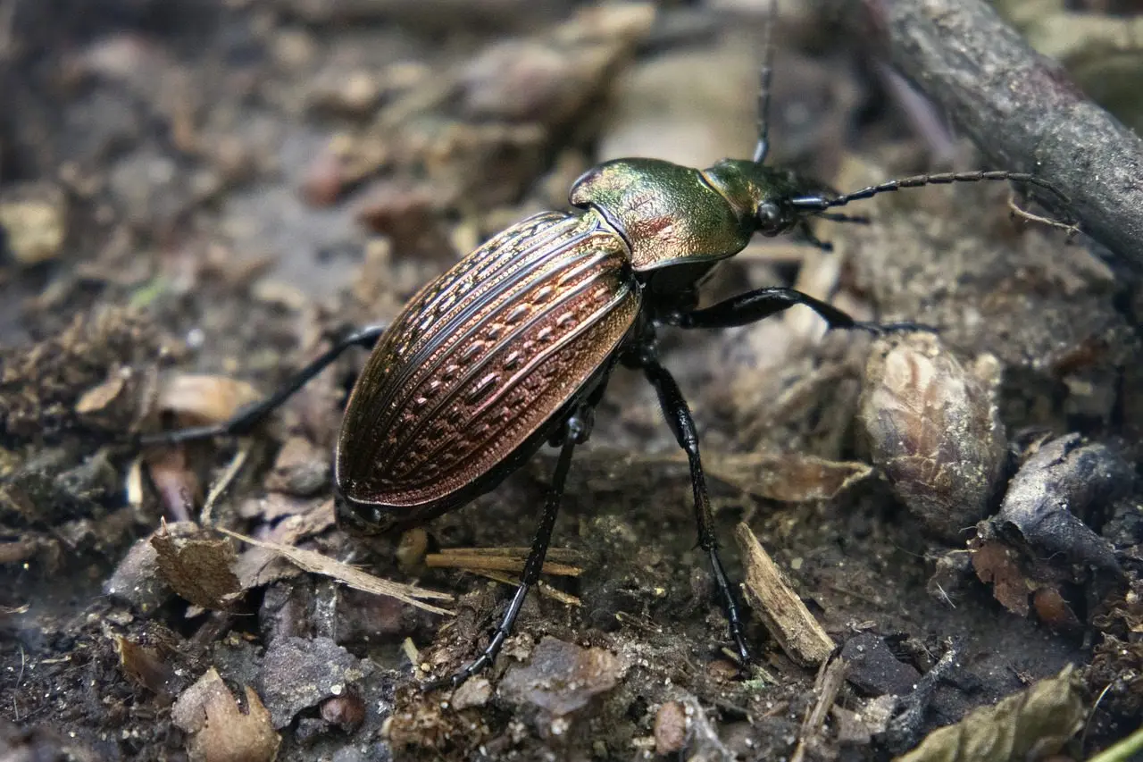 ground beetle, predator of slugs