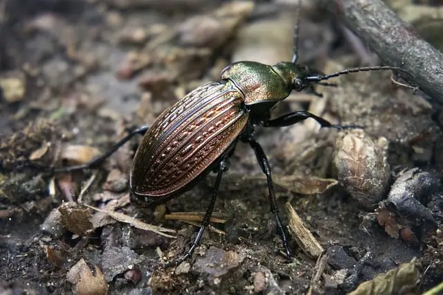 a ground beetle in the garden