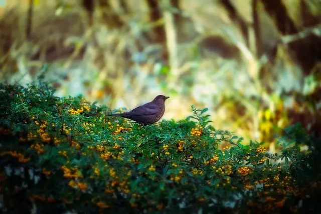 a hedge to attract the animals that eat slugs
