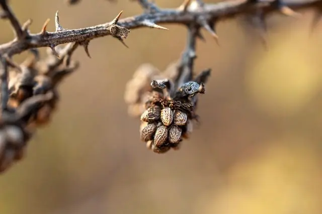brambles against slugs