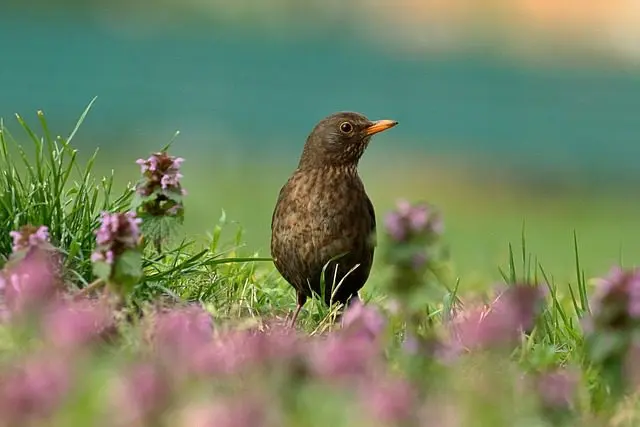 the blackbird is a predator of snails
