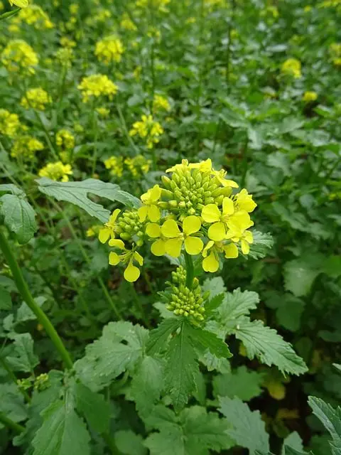 white mustard is a slug-repelling plant with a distracting effect