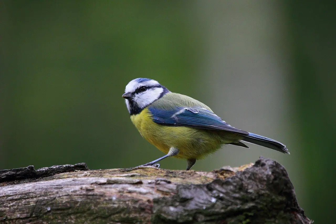 birds, predators of slugs