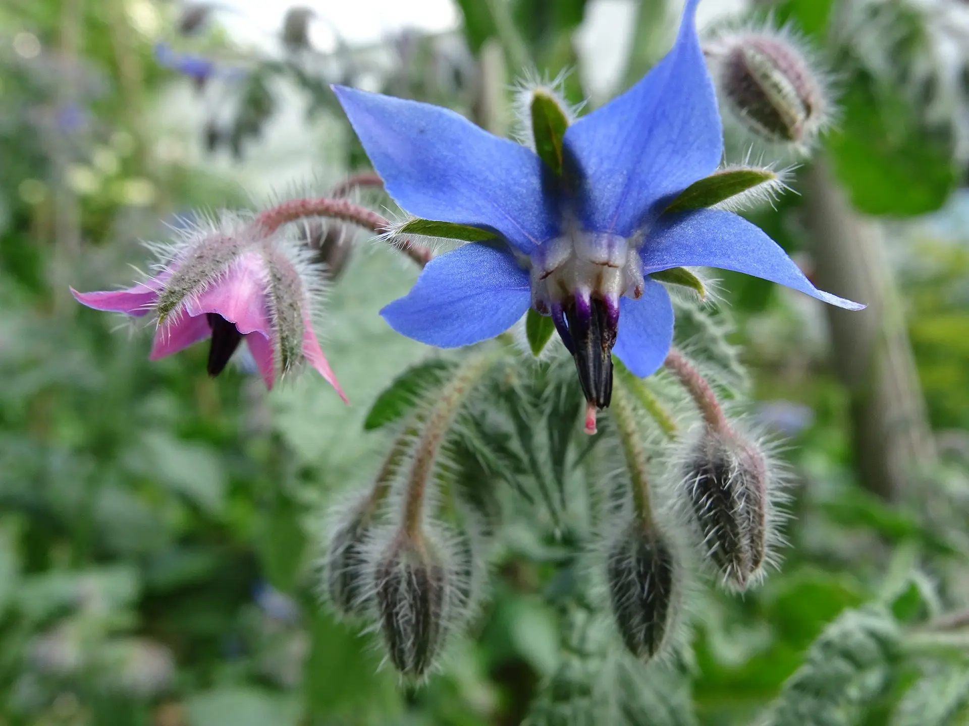 borage, a slug-repellent plant
