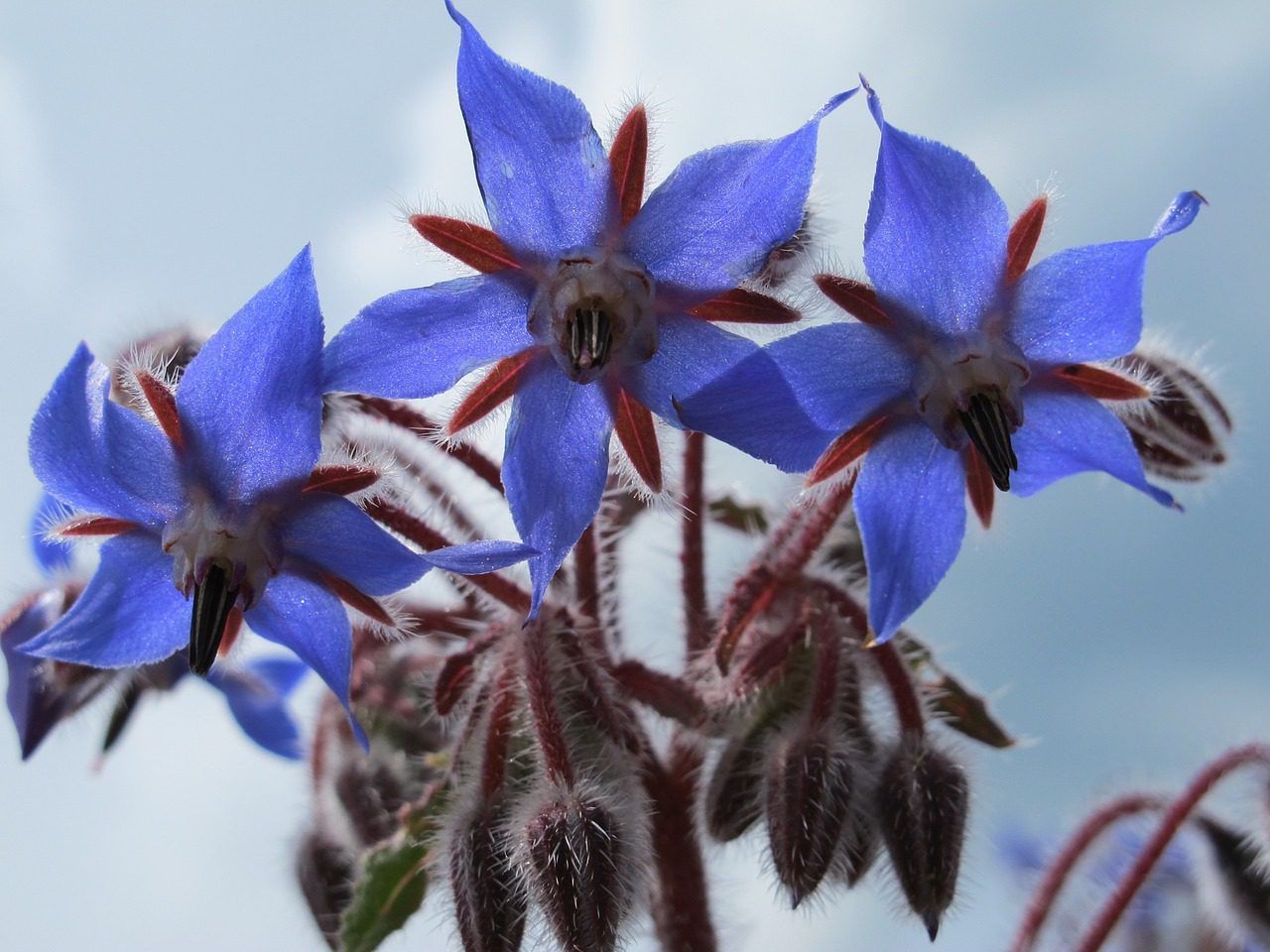 Slug-repellent plants, or prevention through planting