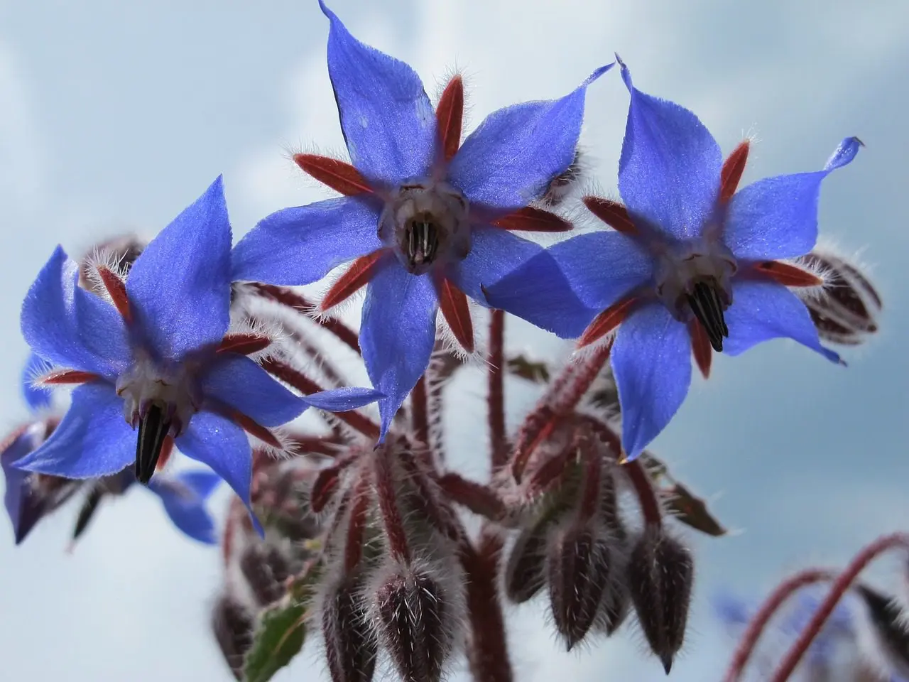 Blue borage flowers in close-up