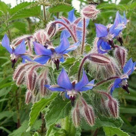 borage as a plant against slugs
