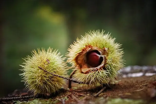 sweet chestnut husks against slugs