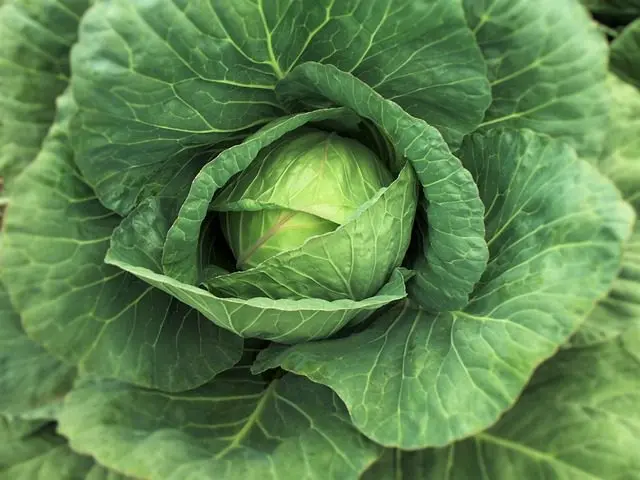 cabbage, a plant loved by slugs