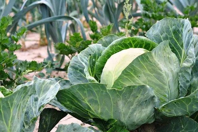 white vinegar slug repellent garden vegetable garden