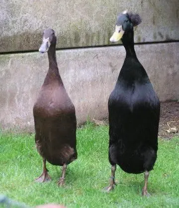 crested Indian Runner ducks