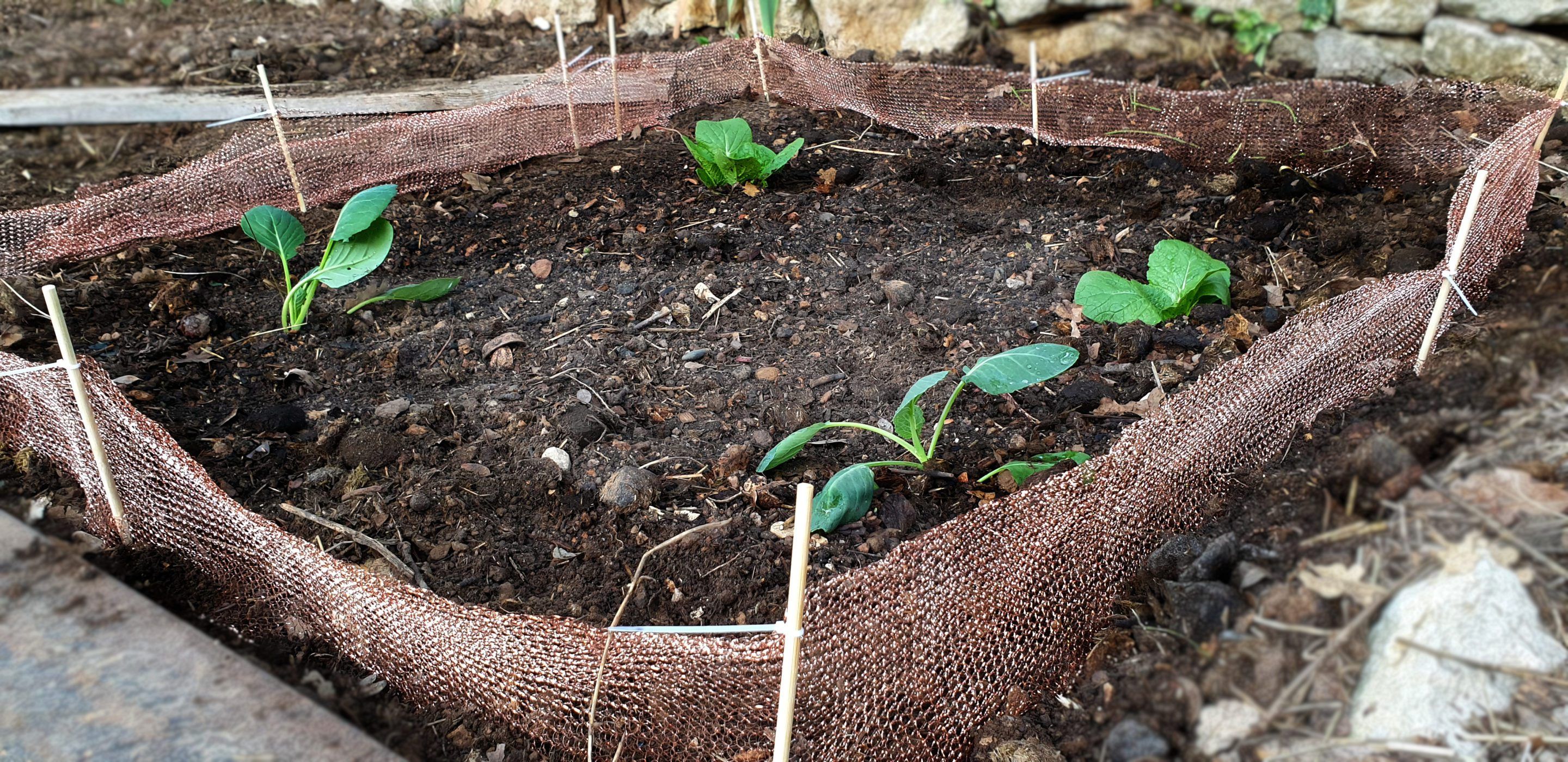 Copper Mesh for Slugs Reviewed: The Big Comparison. Which One Works Best?