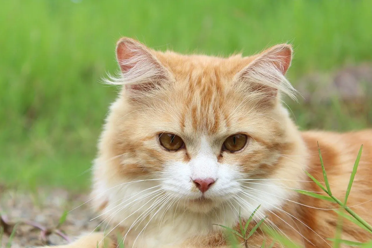 the cat is dangerous for frogs and toads