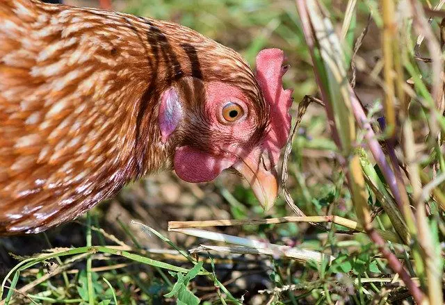 hens, predators of slugs