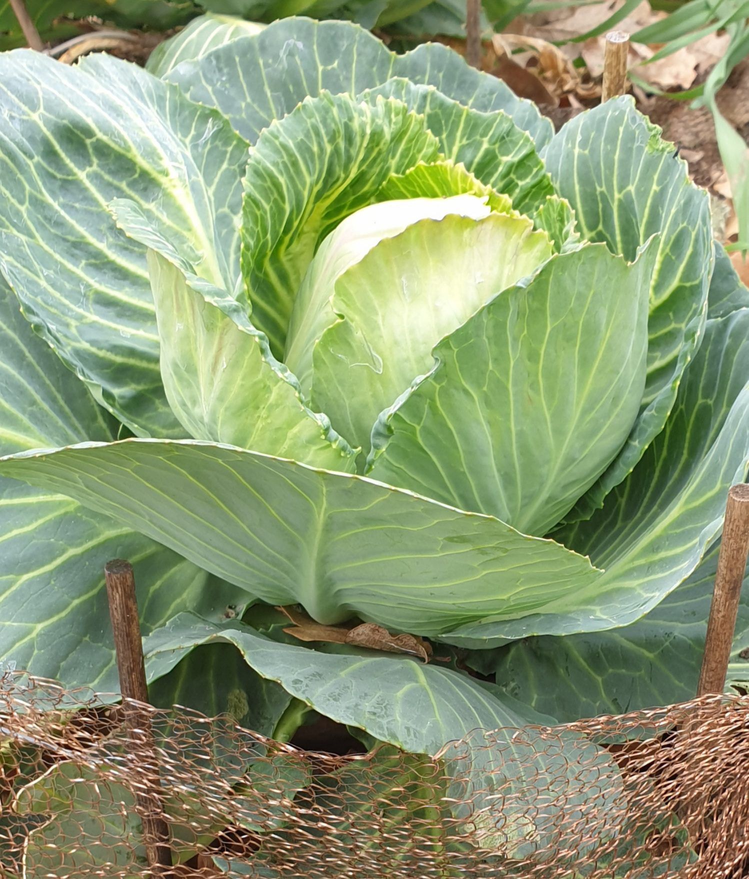 The Springday copper mesh gives you beautiful cabbages