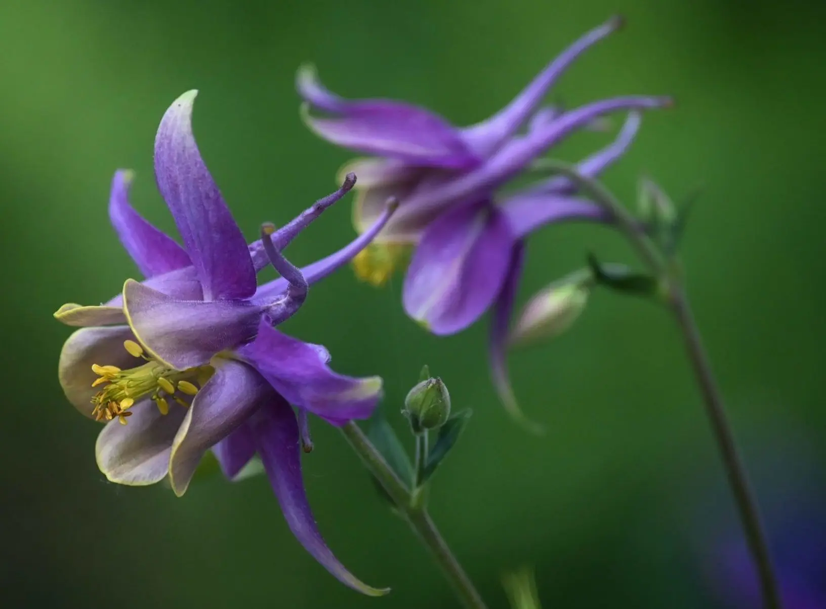 flowers that slugs don't like to eat