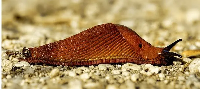 Testing and review of 30 natural slug deterrents (do they work?)