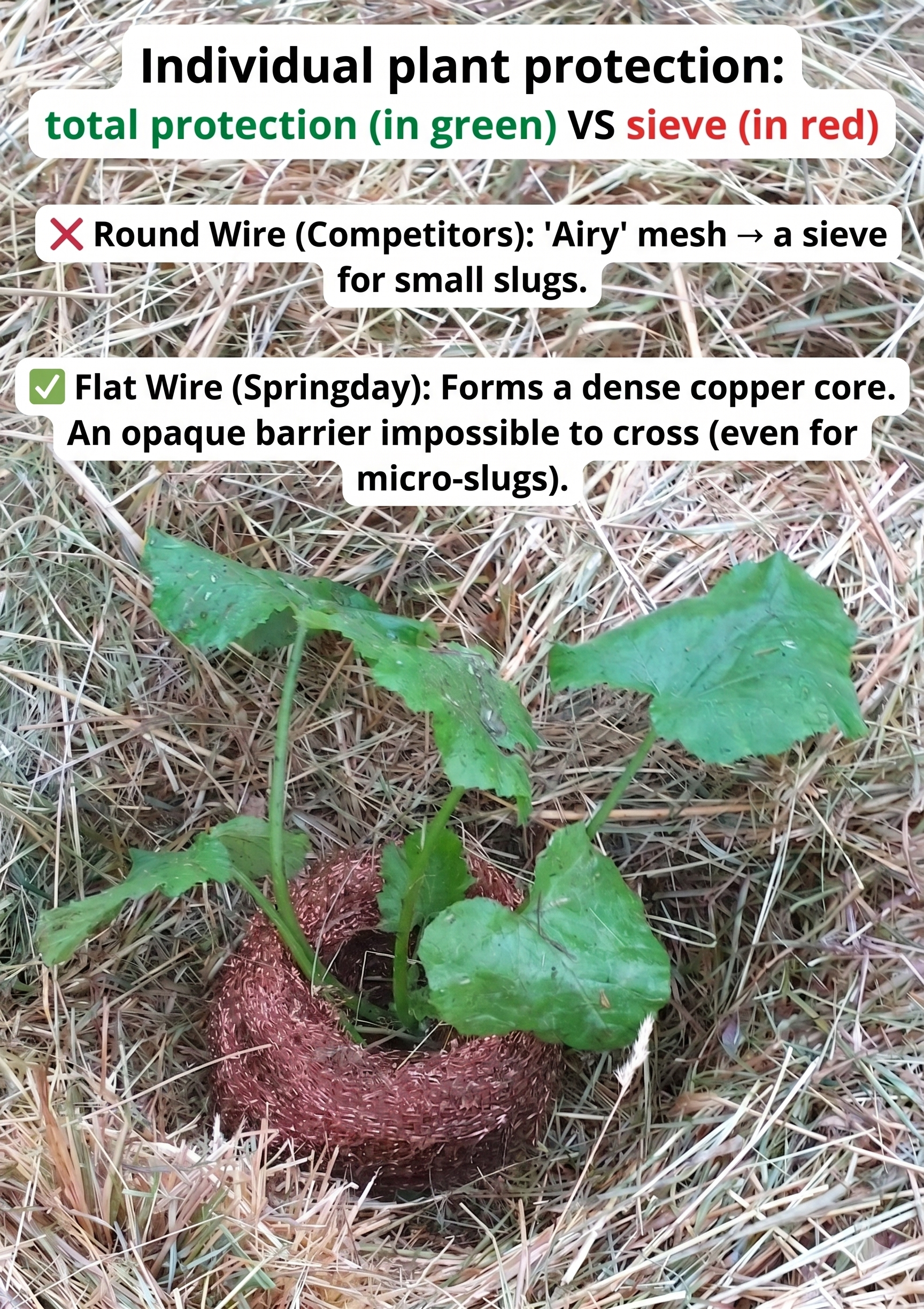 The twisted flat-wire slug netting fully protects individual plants