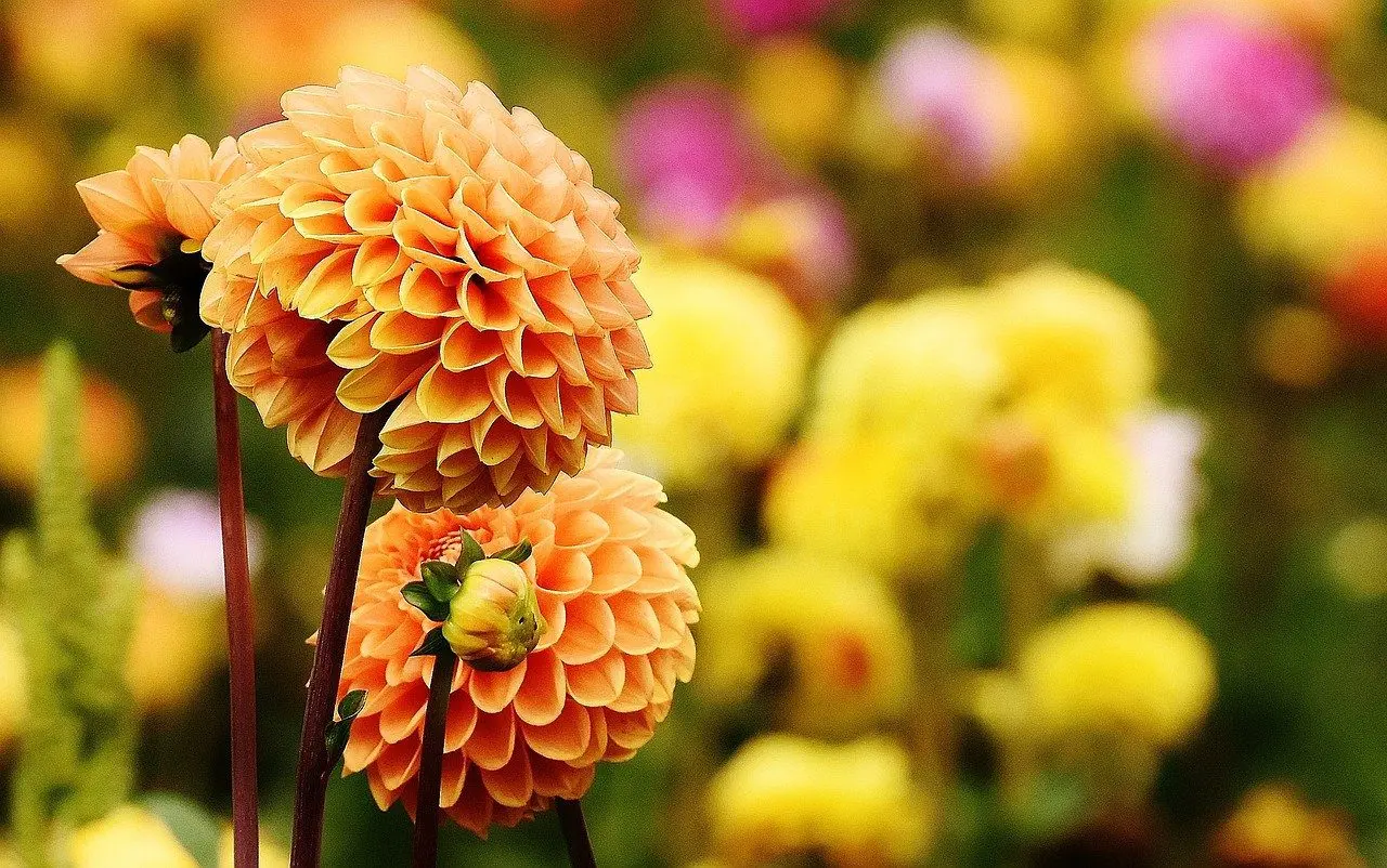 dahlia that slugs like to eat