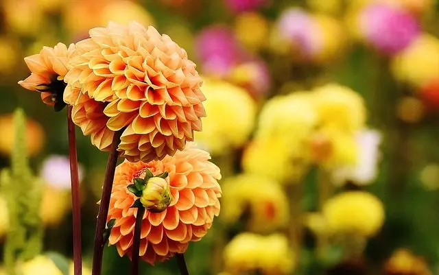dahlia and slugs