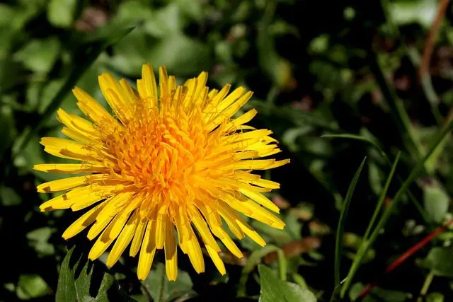 Snails love to eat dandelions