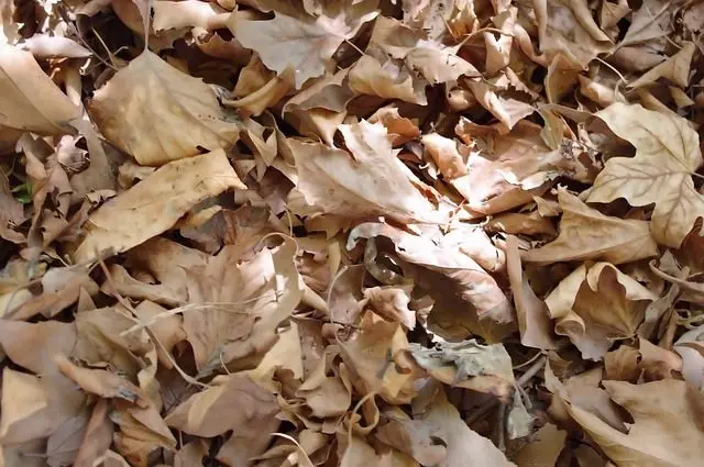 pile of dead leaves hedgehog