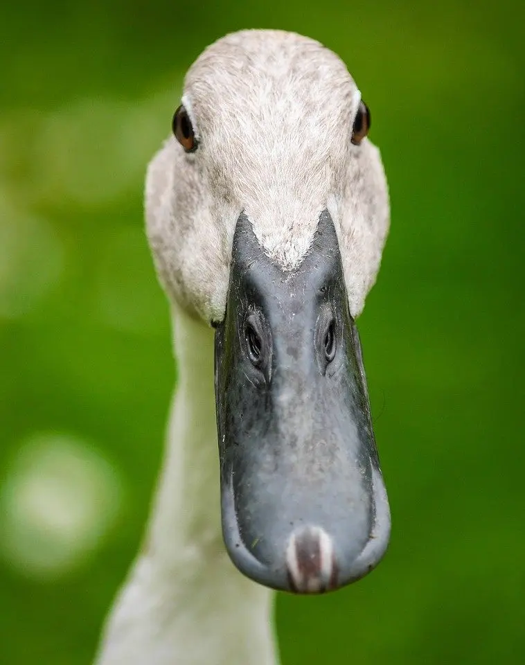 Indian Runner ducks make it possible to fight slugs in permaculture
