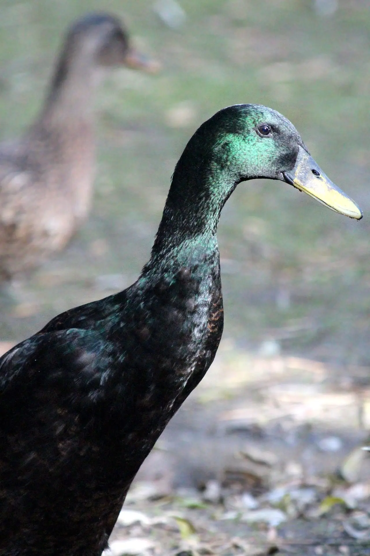 renting Indian Runner ducks has its disadvantages