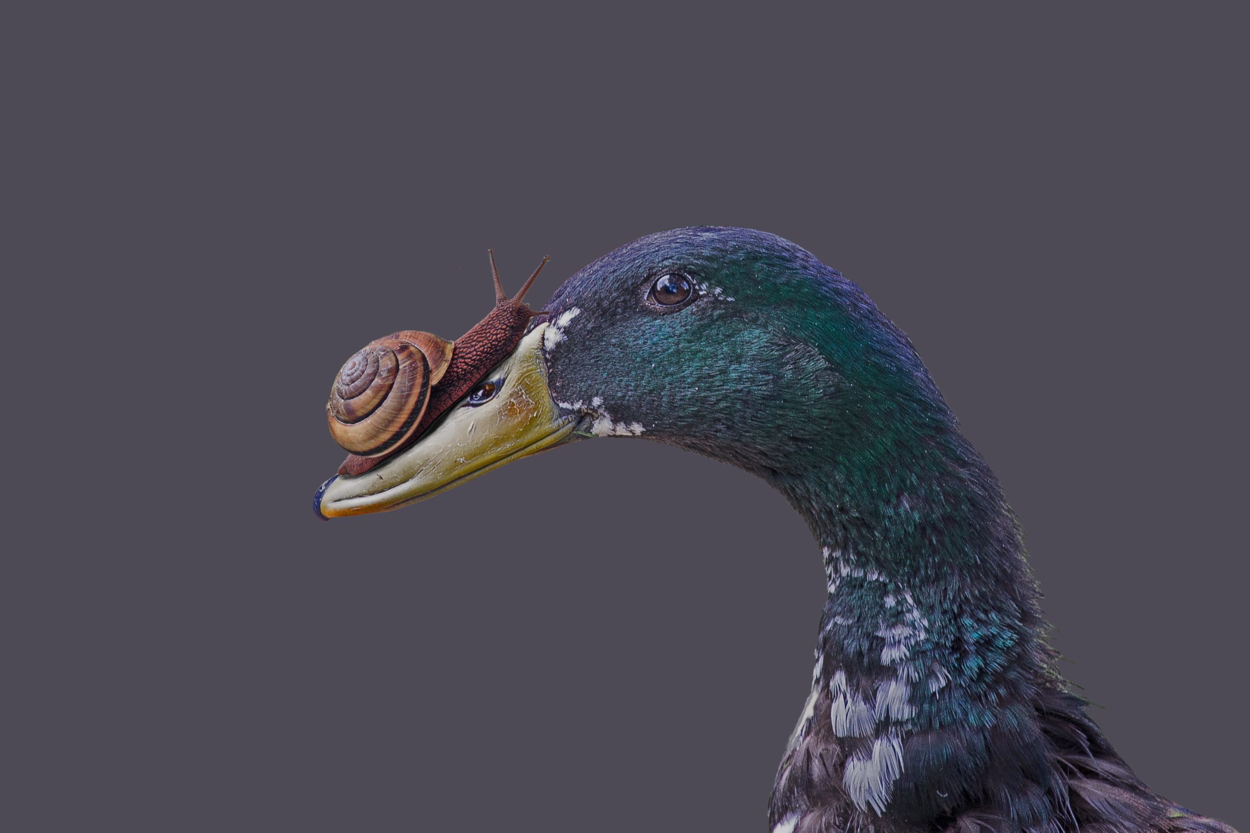 Indian Runner ducks against slugs and snails: good idea or bad idea?
