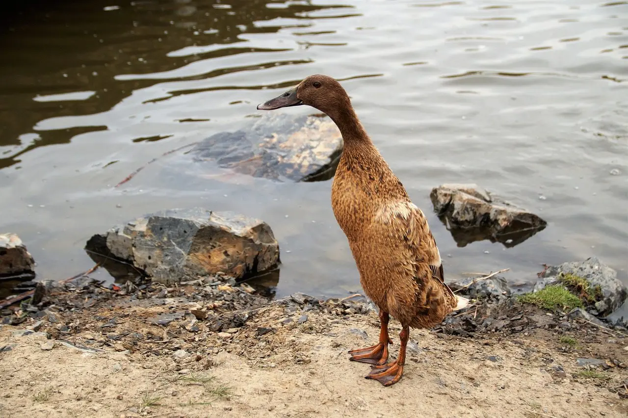 building a pond for Indian Runner ducks