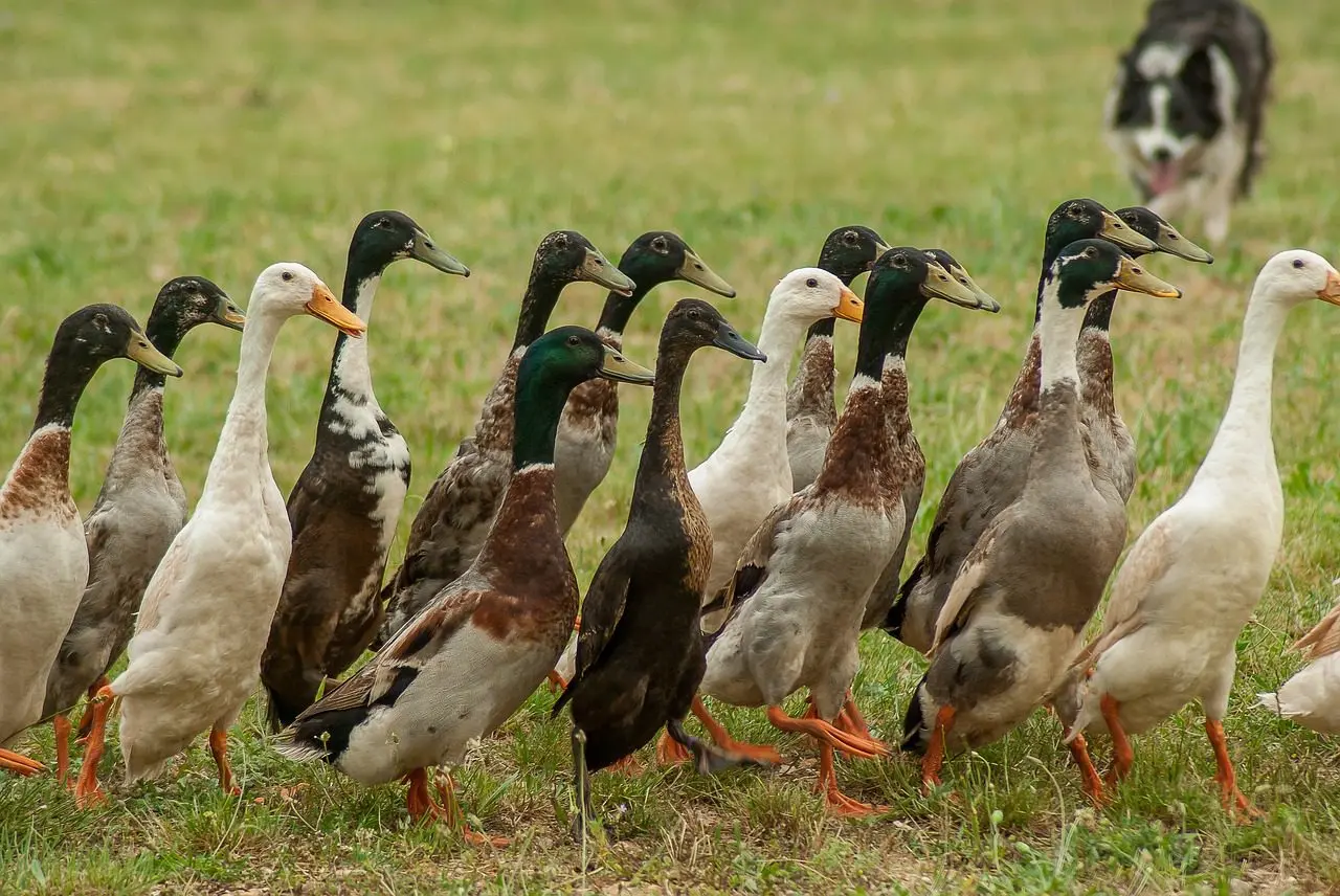 keeping Indian Runner ducks helps fight slugs