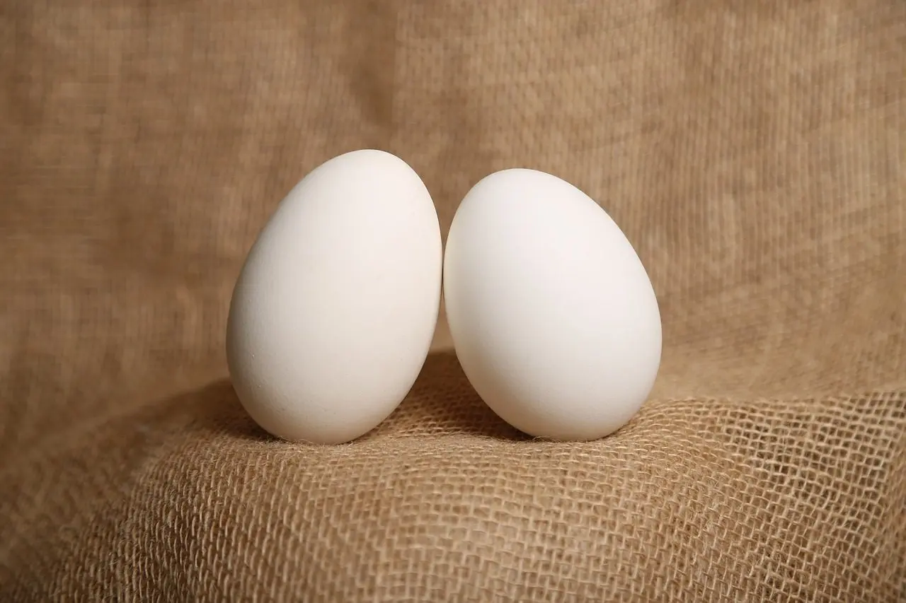 the eggs of Indian Runner ducks