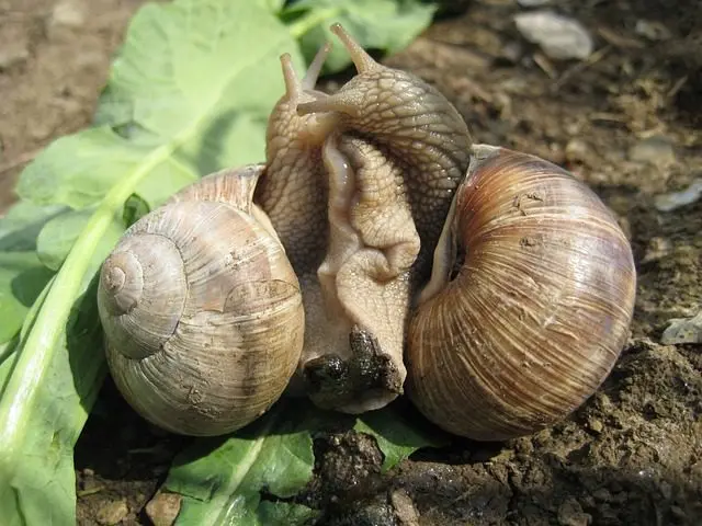two snails mating