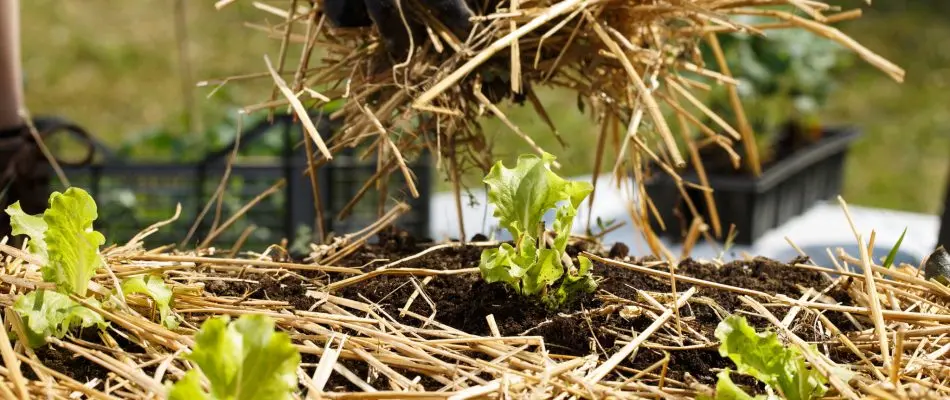 Mulch between rows of lettuces