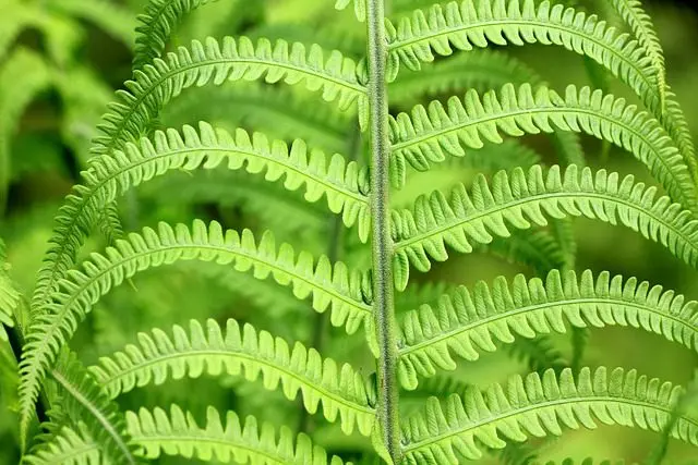 bracken fern against slugs