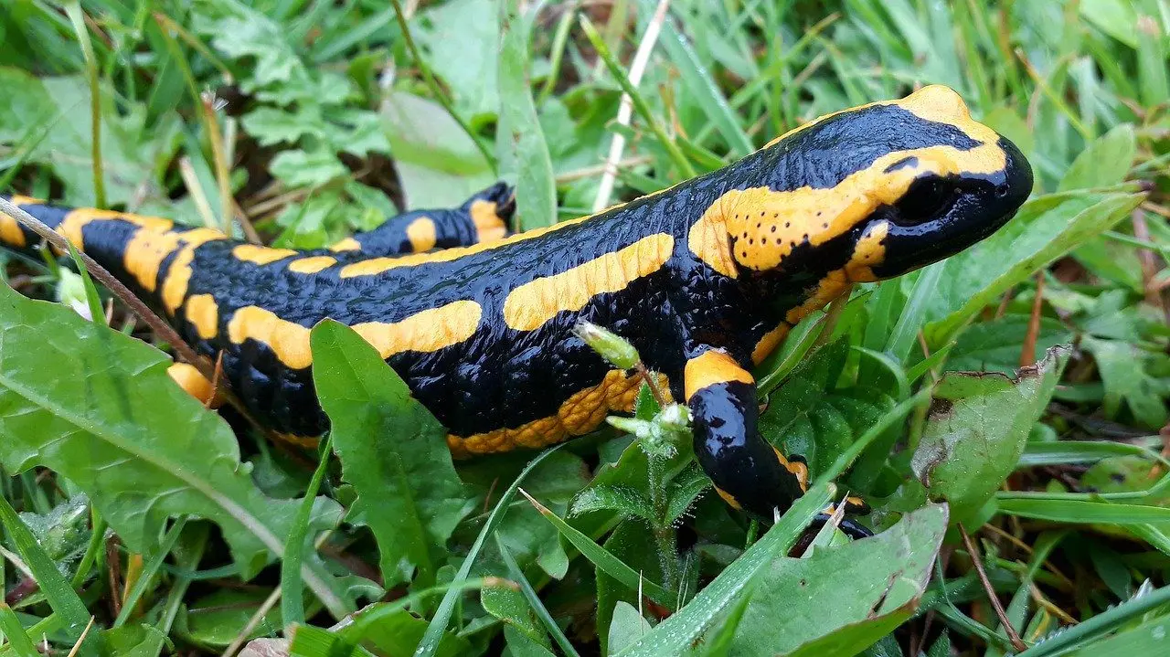 the salamander is a predator of slugs