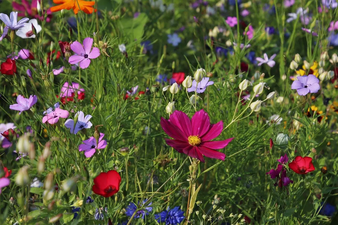 a flowery garden helps attract the amphibian predators of slugs